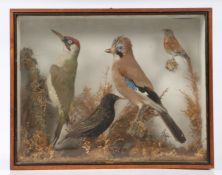 Taxidermy display of four birds, to include a Woodpecker, a Jay, Robin and Blackbird, housed in a