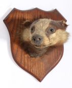 Early 20th century taxidermy badger mask, the verso with label for 'J.W. Quatremain' of West