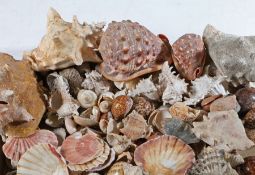 A collection of sea shells, to include conch, cowrie, clam etc. (qty)