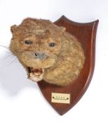 1920's taxidermy otter mask, dated august 6th 1924, the verso stamped P. Spicer & Sons, on oak