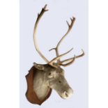 Taxidermy caribou or reindeer (Rangifer tarandus), presented on a shield plaque, 126cm high, 52cm