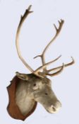Taxidermy caribou or reindeer (Rangifer tarandus), presented on a shield plaque, 126cm high, 52cm