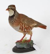 Taxidermy uncased Red Legged Partridge, on naturalistic base, 29cm height