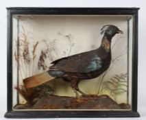 Taxidermy cased Monal Pheasant, in naturalistic setting, 56 x 67cm