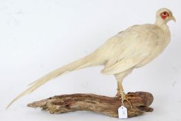 Taxidermy uncased White Pheasant, on wood base, 41cm height