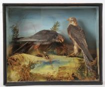 Taxidermy cased (pre-1947) male and female Red Footed Falcons, in naturalistic setting, 38 x 45cm