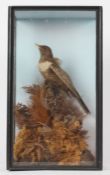 Taxidermy cased Ring Ouzel, in naturalistic setting, 44 x 25cm