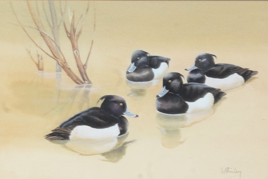 Valerie Shirley (British, 20th Century) 'Tufted Ducks' signed (lower right), watercolour 26 x