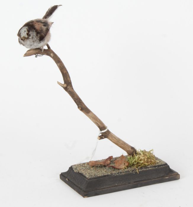 Taxidermy uncased Long Tailed Tit, on naturalistic base, 20cm height