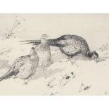 Winifred Austen (British, 1876-1964) Pheasant signed (lower right), black and white etching 18 x