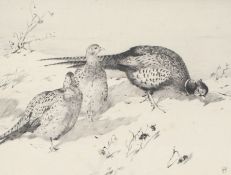 Winifred Austen (British, 1876-1964) Pheasant signed (lower right), black and white etching 18 x