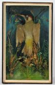 Taxidermy cased Green Woodpecker, in naturalistic setting 45 x 28cm