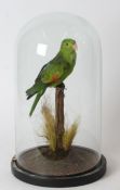 Taxidermy glass domed Amazon Green Parrot, on naturalistic base, 45cm high