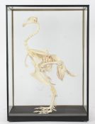 Taxidermy cased Cockerel Skeleton, 57 x 40cm