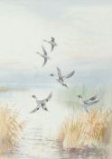 Roland Green (British, 1890-1972) Pintails Alighting over a Broad signed (lower left), watercolour