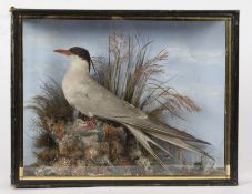 Taxidermy cased Tern in naturalistic setting, probably by Cooper,  29 x 37cm
