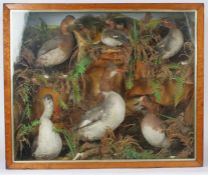 Large Taxidermy cased group of Ducks to include Merganser, Wigeon, Teal etc in naturalistic setting,