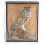 A taxidermy study of a Long Eared Owl (Asio Otus), modelled perched on a branch, housed in an