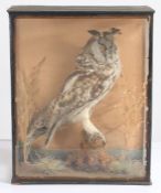 A taxidermy study of a Long Eared Owl (Asio Otus), modelled perched on a branch, housed in an