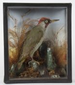 Taxidermy cased Green Woodpecker, in naturalistic setting, 30 x 26cm