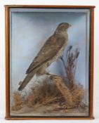 Taxidermy cased Sparrowhawk, in naturalistic setting, 41 x 31cm