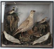 Taxidermy cased group of Sea Birds in Naturalistic Setting by John Rose of Sudbury (label to