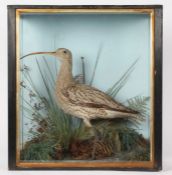 Taxidermy cased Curlew in naturalistic setting, by Jefferies of Carmarthen, 53 x 49cm