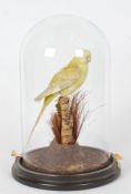 Taxidermy glass domed Golden Conure, on naturalistic base, 34cm high