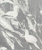 Fran Knowles (British, Contemporary) 'Gannet Pair on Cliff' signed (lower left), pencil drawing 47 x