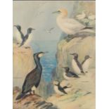 After Roland Green (1890-1972) Sea Birds school print 47 x 37cm (18.5" x 14.5")