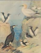 After Roland Green (1890-1972) Sea Birds school print 47 x 37cm (18.5" x 14.5")