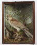 Taxidermy cased Leucistic Sparrowhawk, in naturalistic setting, 41 x 33cm