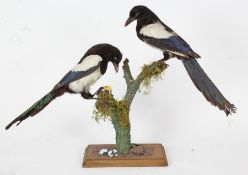 Taxidermy uncased pair of Magpie, on naturalistic base, 46cm height