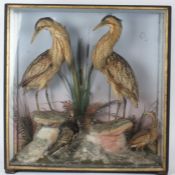 Taxidermy cased pair of Bitterns, Ruff and Little Bittern in naturalistic setting, by James