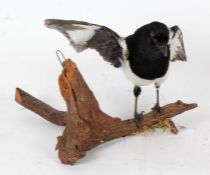 Taxidermy wall hanging Magpie, on naturalistic base