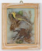 Taxidermy wall hanging cased Yellow Hammer & Linnet, in naturalistic setting, 30 x 25cm