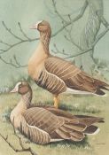 Dr Noel William Cusa (British, 1909-1990) Lesser White Fronted Geese signed (lower right),