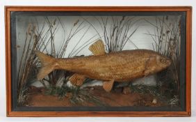 Taxidermy cased large Chubb, in naturalistic setting, 40 x 67cm