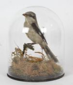 Taxidermy glass domed Grey Shrike, on naturalistic base, 27cm height
