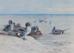Archibald Thorburn (British, 1860-1935) Pintails on the Foreshore signed in pencil (lower left),