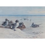 Archibald Thorburn (British, 1860-1935) Pintails on the Foreshore signed in pencil (lower left),