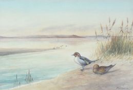 Richard Harrison (British, 20th Century) Pintail by Waters Edge signed (lower right), watercolour 34
