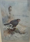 Archibald Thorburn (British, 1860-1935) Sparrowhawk signed in pencil (lower left), coloured print