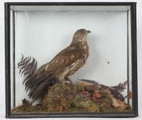 Taxidermy cased Honey Buzzard, in naturalistic setting, 50 x 58cm