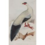 After various artists, packet of twenty unframed lithographs, bird subjects