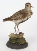 Taxidermy uncased Golden Plover, on naturalistic base, 29cm height