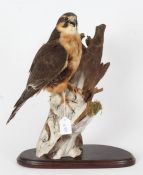 Taxidermy uncased Aplomado Falcon on naturalistic base, 43cm height