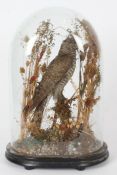 Taxidermy glass domed Female Cuckoo, on naturalistic base, 40cm high (cracked)
