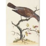 After W Hayes (18th Century) 'The Fieldfare' hand coloured engraving, circa 1775 43 x 31cm (17" x