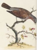After W Hayes (18th Century) 'The Fieldfare' hand coloured engraving, circa 1775 43 x 31cm (17" x
